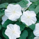 Flower Seeds Moon  night blooming  Datura Inoxie 5 seeds , easy to grow     #IEB8