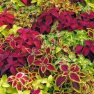 50 rainbow coleus mixed seeds , easy to grow     #IEB8
