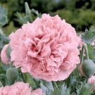 Bombast Rose Peony Poppy 15 Seeds , easy to grow     #IEB8