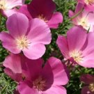 25  Seeds Purple Gleam California Poppy  , easy to grow     #IEB8