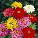 20 fresh seeds Cactus Flower Zinnia    Giant Mix/ Annual  #IEB8