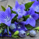 25 Flower Seeds Blue Balloon  Perennial  #IEB8