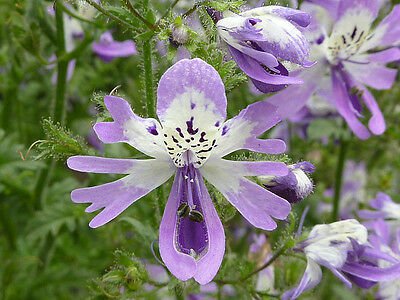 25  Butterfly Seeds  Orchid Like Blooms Purple   #IEB8