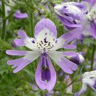 25  Butterfly Seeds  Orchid Like Blooms Purple   #IEB8