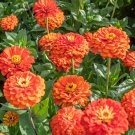 25 Orange King Zinnia Seeds  Annual     #IEB8