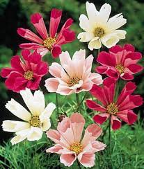25 flower seeds Cosmos  Sea Shells      #IEB8