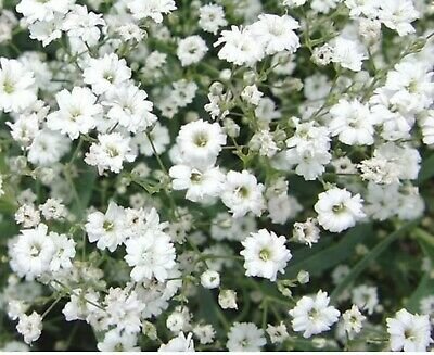 40 flower seeds Baby's breath seeds   White Annual , easy to grow     #IEB8