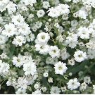40 flower seeds Baby's breath seeds   White Annual , easy to grow     #IEB8
