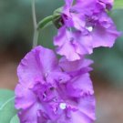 100 seeds Mountain Garland Seeds Clarkia*Annual Mixed Colors   #IEB8