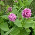 25 seeds  Sea Blush  Plectritis Congesta  Rare, easy to grow   #IEB8