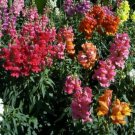 flower seeds Northern Lights Snapdragon Mix Linaria Maroccana ,25 seeds  #IEB8