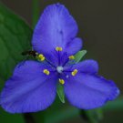 10 flower seeds Tradescantia Prairie Spiderwort , easy to grow  #IEB8