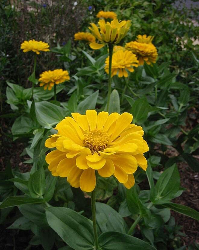 Zinnia  Canary Bird  Bright Yellow     #IEB8