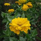 Zinnia  Canary Bird  Bright Yellow     #IEB8