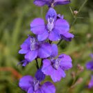flower seeds  Purple Rocket Larkspur Delphinium,25 seeds #IEB8