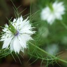 36 seeds Love in a Mist White Nigella Damascena , easy to grow  #IEB8