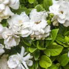 15 Flower Seeds  White Fragrant Gardenia, easy to grow   #IEB12