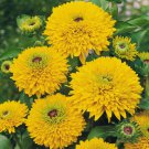 Flower Seeds Maya Rudbeckia,30 seeds   #IEB12