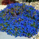 Wonderland Blue Alyssum Perennial Ground Cover Flower Seeds,60 seeds   #IEB12