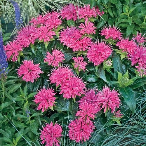50 Fower Seeds  Pink Bee Balm Monarda  Perennial   #IEB12