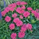 50 Fower Seeds  Pink Bee Balm Monarda  Perennial   #IEB12