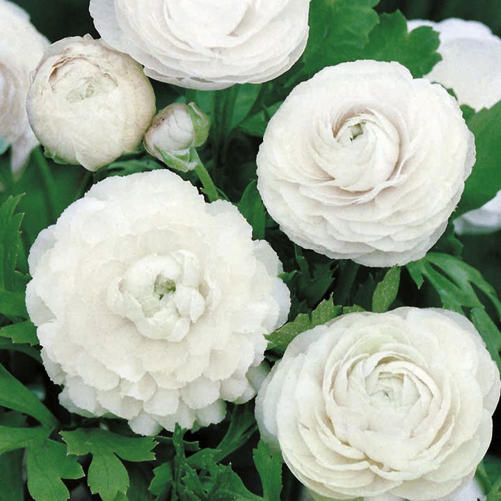 Ranunculus   White  Flower Seeds Reseeding Annual,15 seeds  #IEB12