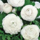 Ranunculus   White  Flower Seeds Reseeding Annual,15 seeds  #IEB12