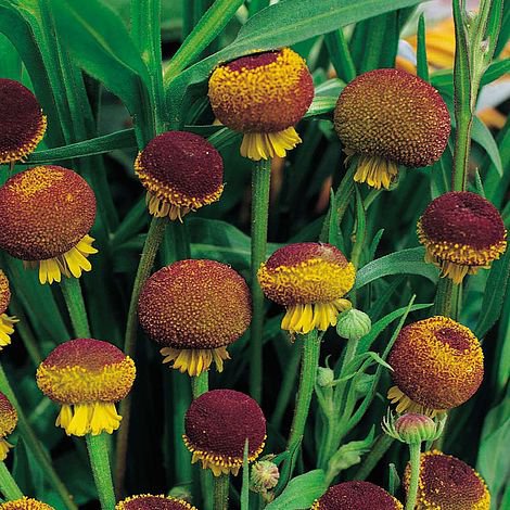 50 Flower Seeds  Helenium Autumn Lollipop, easy to grow #IEB12