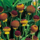 50 Flower Seeds  Helenium Autumn Lollipop, easy to grow #IEB12