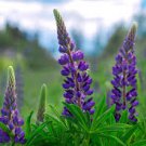 Lupine Rose Color  40 Flower Seeds   #IEB12