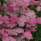 50 Pink Achillea Flower Seeds  , easy to grow #IEB12