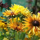30 Flower Seeds  Chim Chiminee Rudbeckia    #IEB12