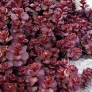 Flower Seeds Sedum Purple Carpet Wave, 50 seeds  #IEB12