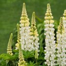 40 Flower Seeds White Lupine,  easy to grow    #IEB12