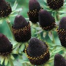 Rudbeckia Green Wizard Flower Seeds ,30 seeds    #IEB12