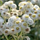 100  Flower Seeds  New Snow Silvery White Anaphalis ,great for your garden   #IEB12
