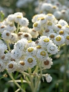 100  Flower Seeds  New Snow Silvery White Anaphalis ,great for your garden   #IEB12
