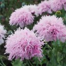 Flower Seeds Lilac Pompom 35 seeds        #IEB12