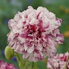 flower seeds Papaver Flemish Antique  Mix,50 seeds     #IEB12