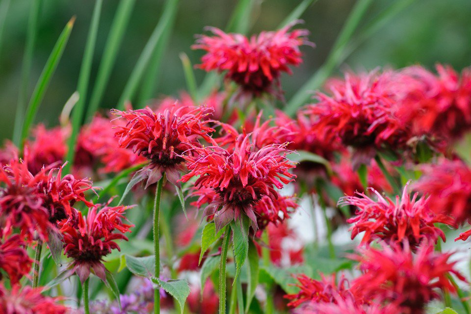 50 Flower Seeds  Scarlet Red Bee Balm #IEB12