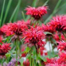 50 Flower Seeds  Scarlet Red Bee Balm #IEB12