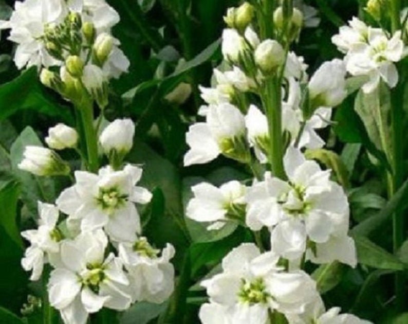 White Evening Stock Matthiola Flower Seeds,50 seeds     #IEB12