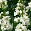 White Evening Stock Matthiola Flower Seeds,50 seeds     #IEB12