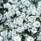 Flower Seeds White Alyssum Perennial Ground Cover,60 seeds      #IEB12