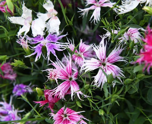 30 Flower Seeds Dianthus Carnation Superbus Spooky  Mix ,easy to grow    #IEB12