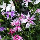 30 Flower Seeds Dianthus Carnation Superbus Spooky  Mix ,easy to grow    #IEB12