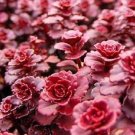 Flower Seeds Sedum Dragon's Blood  50 seeds     #IEB12