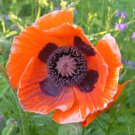 Flower Seeds  Prince of Orange Papaver Orientale Poppy ,50 seeds    #IEB12