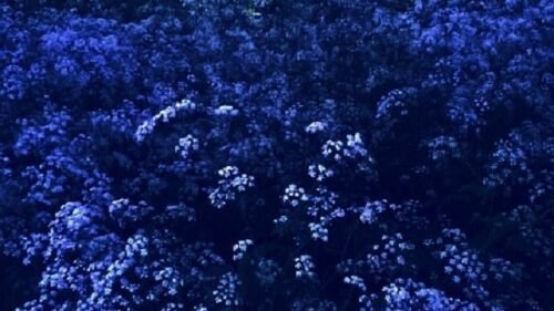 50   Flower Seeds Blue Evening Stock Matthiola , easy to grow  #IEB12
