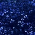 50   Flower Seeds Blue Evening Stock Matthiola , easy to grow  #IEB12